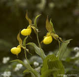 Cypripedium pubescens